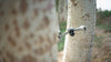 Which DJI Drones Have Obstacle Avoidance?