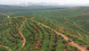 Mapping 3,800 Hectares Of Palm Oil In Two Days With DJI Zenmuse L3