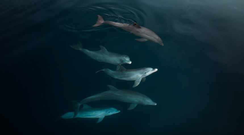 DJI-Mavic-3-Dolphins-Coptrz.png