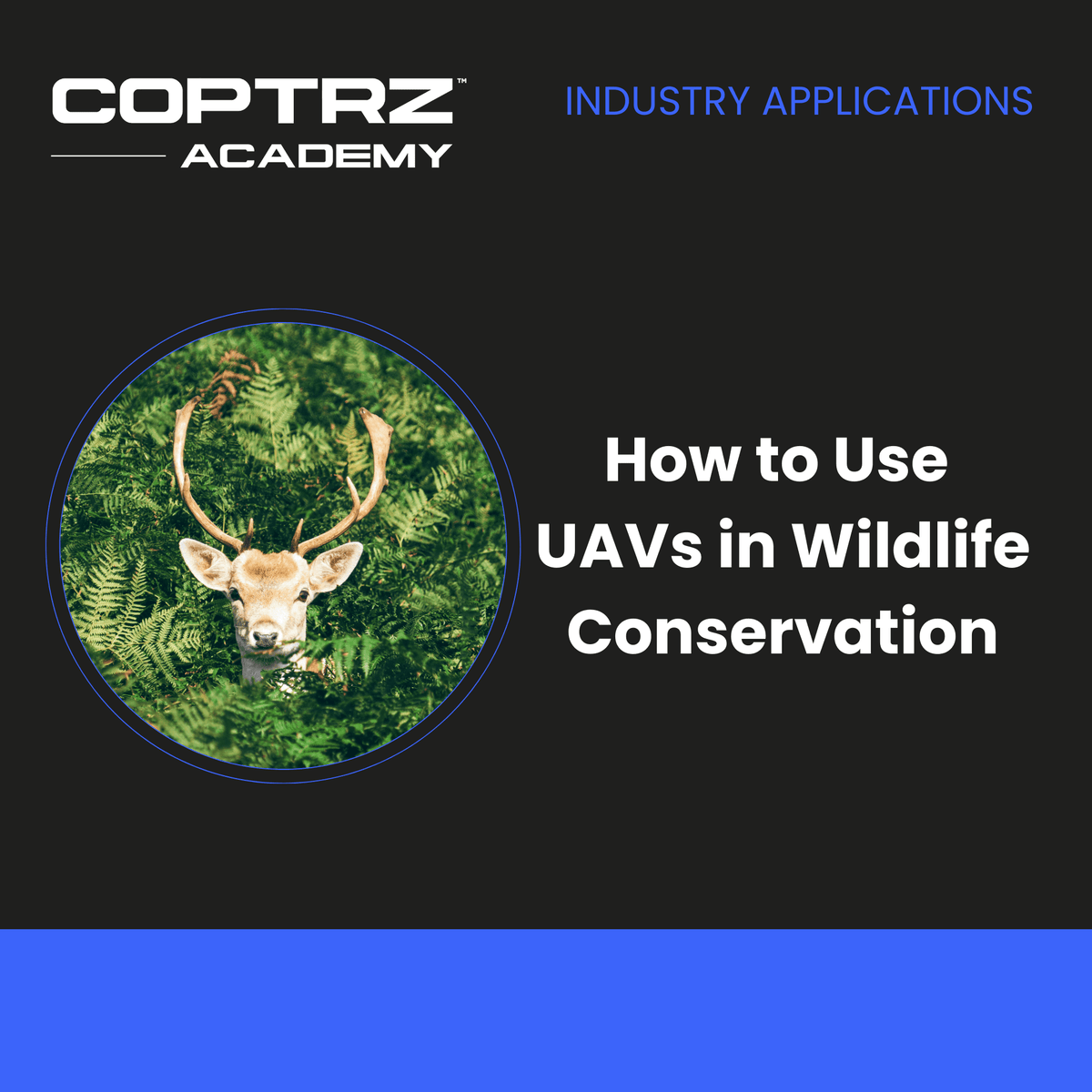 How to use UAVs in wildlife conservation